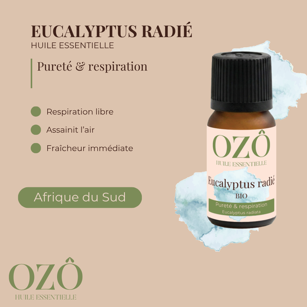 Huile Essentielle d'Eucalyptus radié BIO